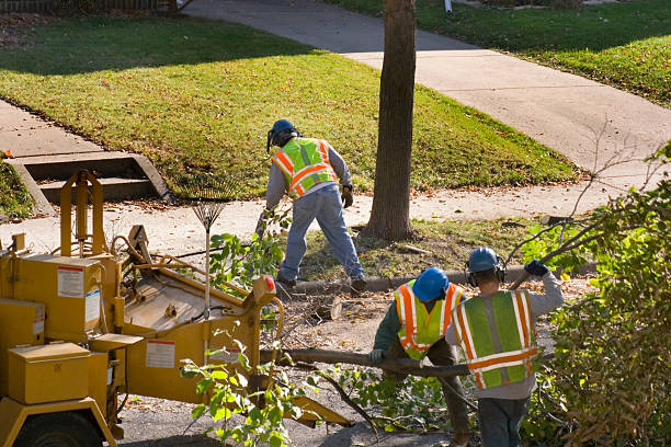 Tree Branch Trimming in Franklin Farm, VA